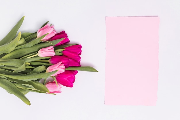 Vista elevada de flores de tulipán rosa y papel en blanco sobre fondo blanco