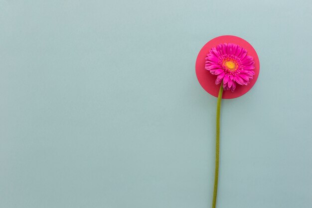 Vista elevada de gerbera rosa en papel de forma redonda sobre fondo gris