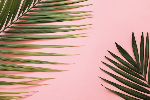 Foto gratuita vista elevada de hojas de palma sobre fondo rosa