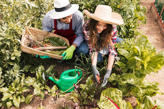 Una vista elevada del jardinero de sexo masculino y femenino que trabaja en el jardín