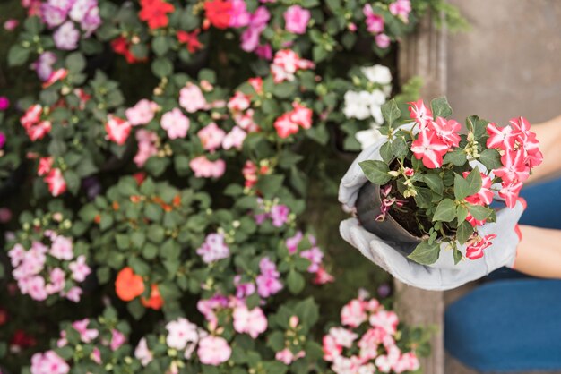 Una vista elevada de la mano del jardinero con guantes grises que sostienen plantas con flores