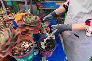 Foto gratuita una vista elevada de una mujer jardinero cuidando una planta de cactus