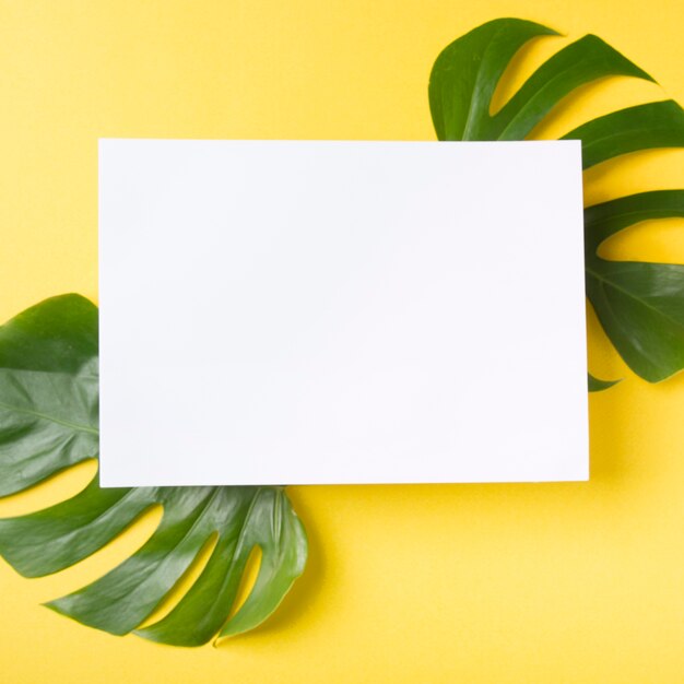 Vista elevada de papel en blanco sobre el verde monstera hojas sobre fondo amarillo