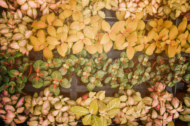 Una vista elevada de pequeñas plantas con hojas coloridas.