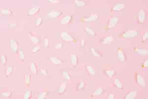 Foto gratuita vista elevada de pétalos de flores blancas sobre fondo rosa
