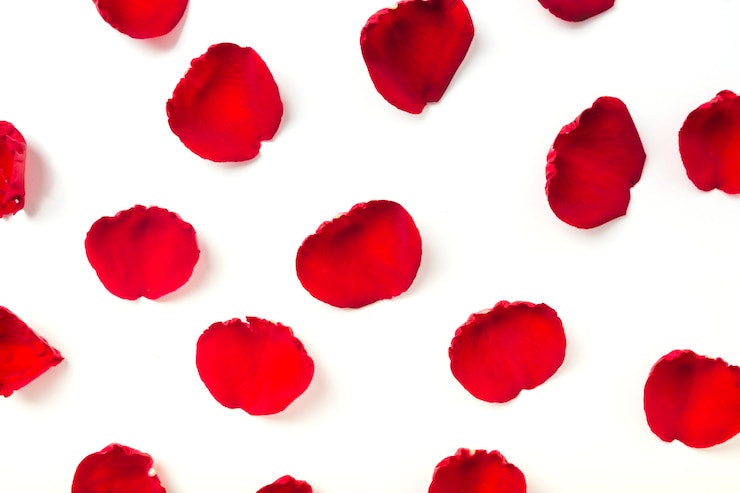 Foto gratuito vista elevada de pétalos rojos sobre fondo blanco