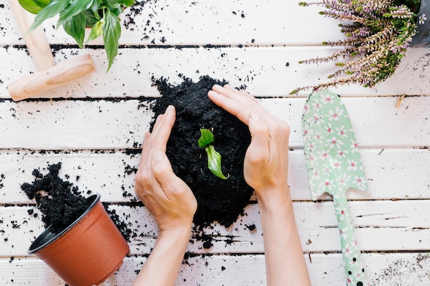 Vista elevada de la planta de plántulas de la mano de una persona en un escritorio de madera con equipos de jardinería