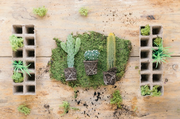 Vista elevada de la planta suculenta en el césped con bandeja de maceta de turba en el escritorio de madera