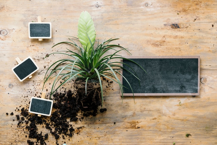 Foto gratuito vista elevada de planta verde con estaca en blanco y pizarra sobre tabla de madera
