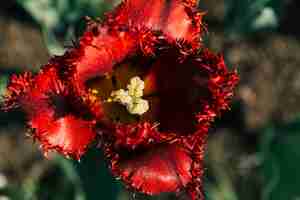 Foto gratuita vista elevada de una sola flor roja vibrante