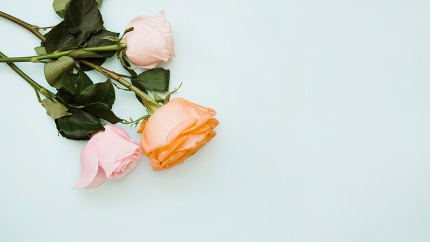 Una vista elevada de tres rosas sobre fondo azul