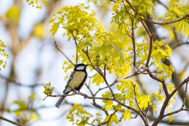 Vista de enfoque selectivo de ángulo bajo de un pájaro exótico en la rama de un árbol