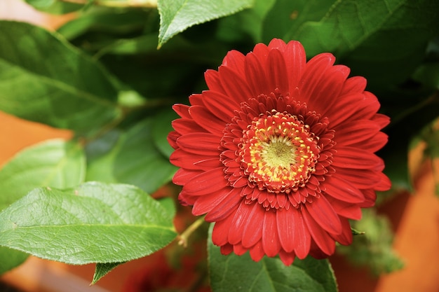 Vista de enfoque selectivo de una hermosa flor de gerbera roja con un fondo borroso