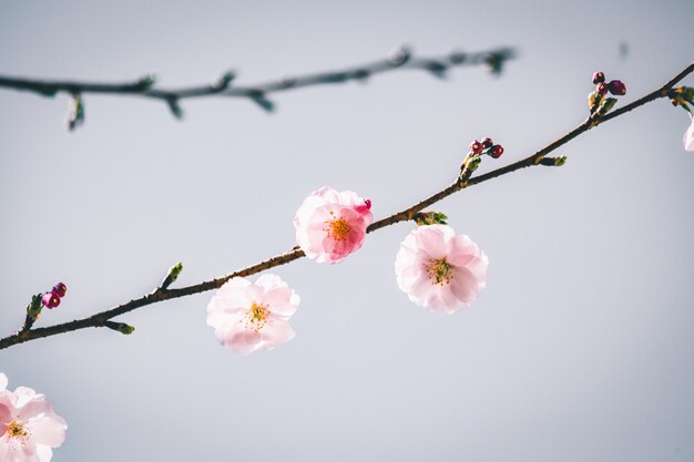 Vista de enfoque selectivo de una hermosa rama con flores de cerezo con un fondo gris