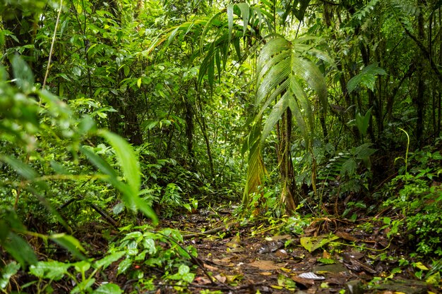 Vista de la exuberante selva tropical en costa rica