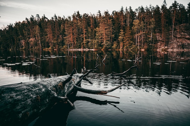 Vista fascinante de un lago tranquilo con un árbol caído y un bosque costero bajo un cielo blanco