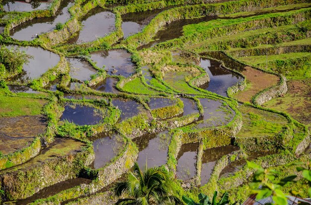 Vista fascinante de las terrazas de arroz de Batad