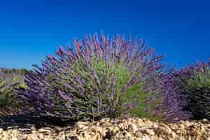 Foto gratuita vista de flores en campo de lavanda