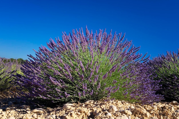 Vista de flores en campo de lavanda