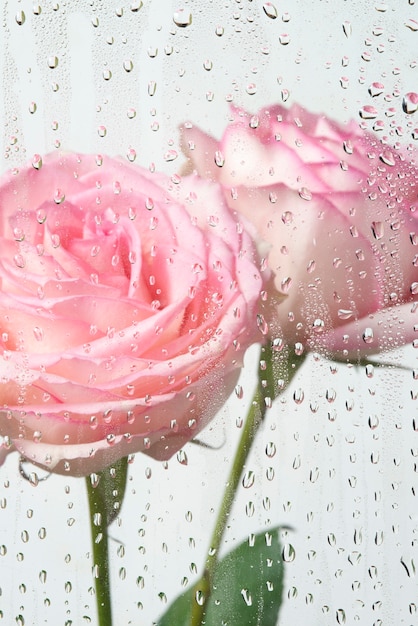 Vista de flores color de rosa detrás de un vidrio condensado