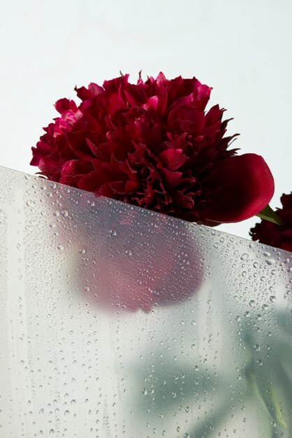 Vista de flores detrás de un vidrio transparente con gotas de agua