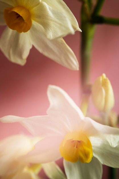 Foto gratuita vista de flores naturales borrosas