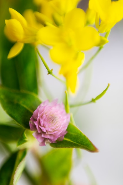 Foto gratuita vista de flores naturales borrosas