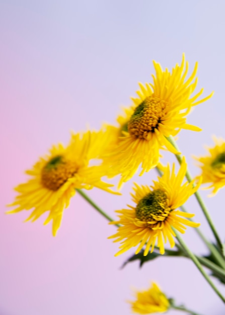 Foto gratuita vista de flores naturales borrosas