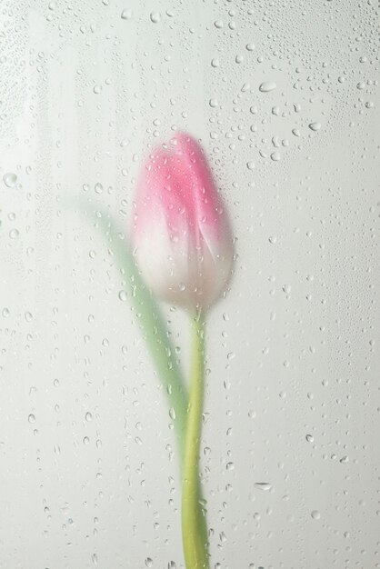 Vista de flores de tulipán detrás de vidrio condensado
