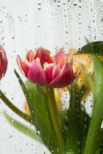 Vista de flores de tulipán detrás de vidrio condensado