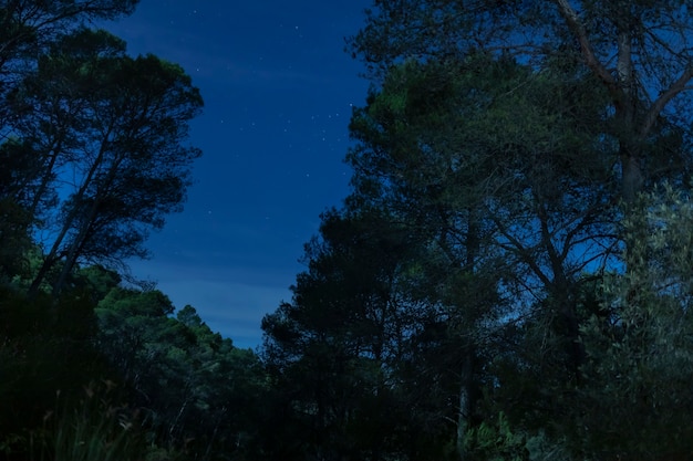 Vista frontal de árboles con fondo de cielo nocturno