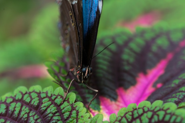 Vista frontal azul mariposa en hojas de colores