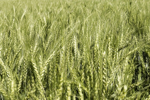 Vista frontal del campo de trigo