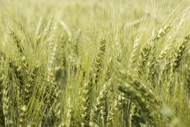 Vista frontal del campo de trigo