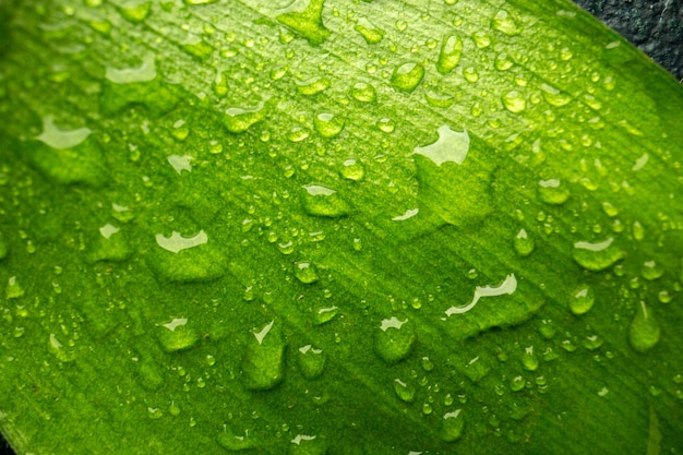 Vista frontal cercana hoja verde con gotas en el árbol de aire verde bosque de rocío de color oscuro