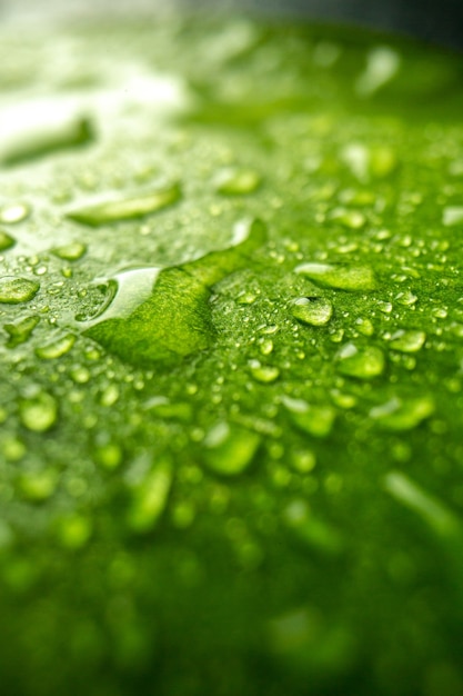 Vista frontal cercana hoja verde con gotas sobre el árbol de aire verde bosque de rocío de naturaleza de color oscuro