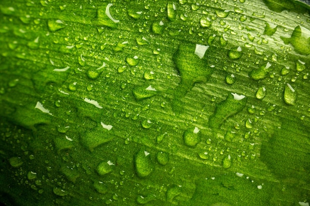 Vista frontal cercana hoja verde con gotas sobre el árbol de aire verde bosque de rocío de naturaleza de color oscuro