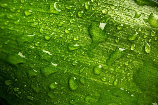 Vista frontal cercana hoja verde con gotas sobre el árbol de aire verde bosque de rocío de naturaleza de color oscuro