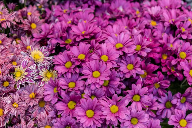 Vista frontal colección de hermosas flores.