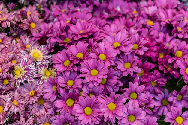 Vista frontal colección de hermosas flores.