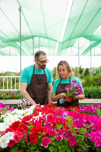 Vista frontal de dos floristas cuidando plantas de petunia en macetas