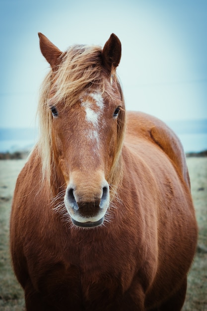 Vista frontal de un elegante caballo marrón con melena larga