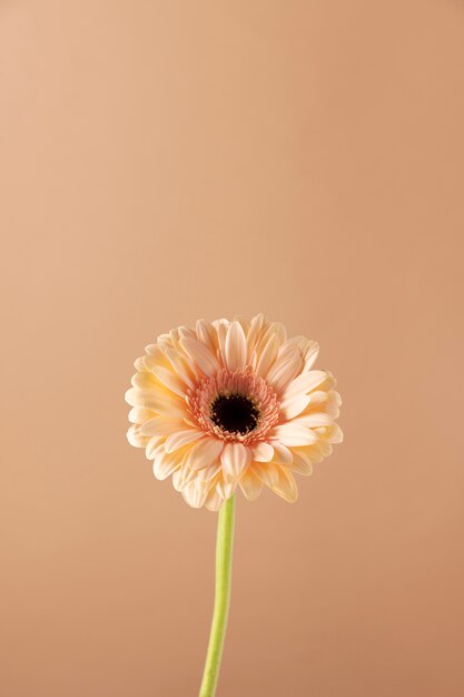 Vista frontal de la flor con espacio de copia