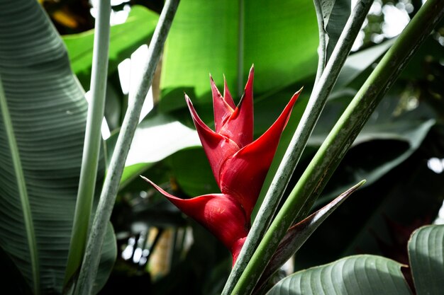 Vista frontal de la flor tropical Heliconia