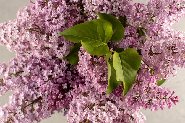 Foto gratuita vista frontal flores de color púrpura hermosa vista en el piso blanco