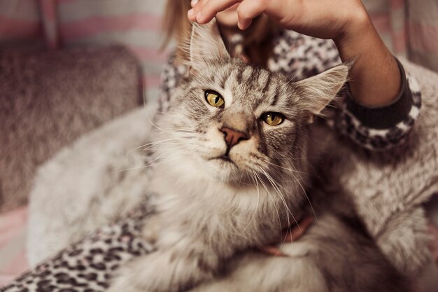 Vista frontal del gato hermoso y chica borrosa