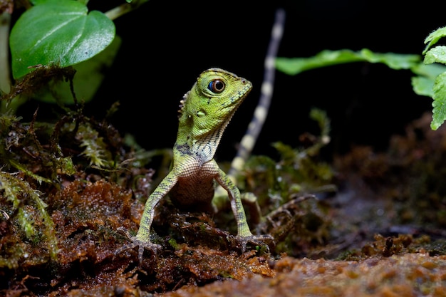 Vista frontal de Gonocephalus doriae en moss animal closeup