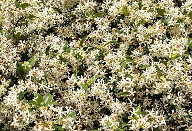 Vista frontal de hermosas flores con hojas