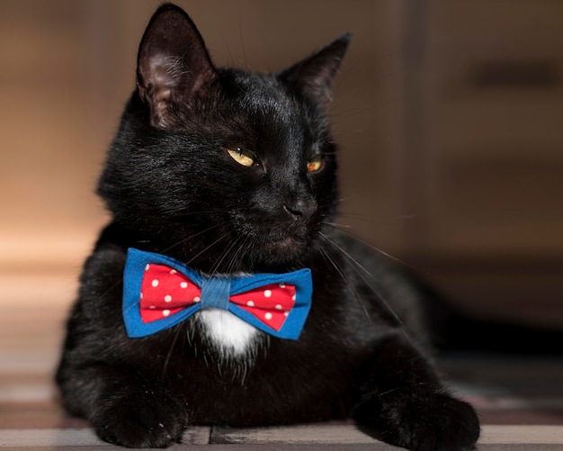 Vista frontal del hermoso gato negro con pajarita