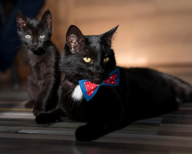 Vista frontal del hermoso gato negro con pajarita
